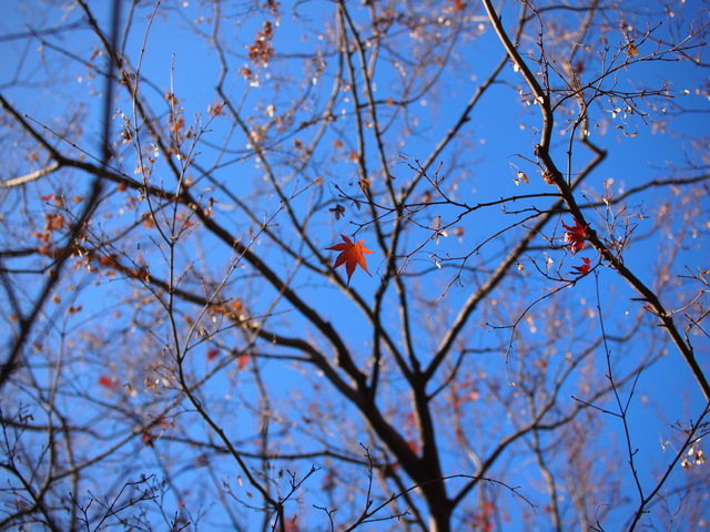 EC254275_1280x960.jpg