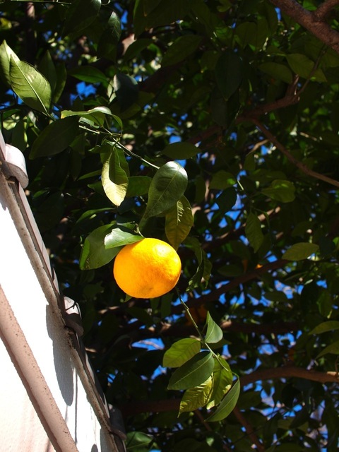 EC254288_1280x960.jpg