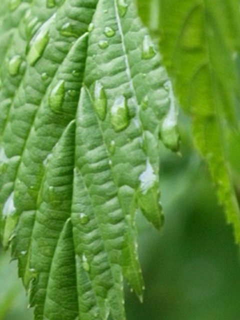 IMG_0024.PNG