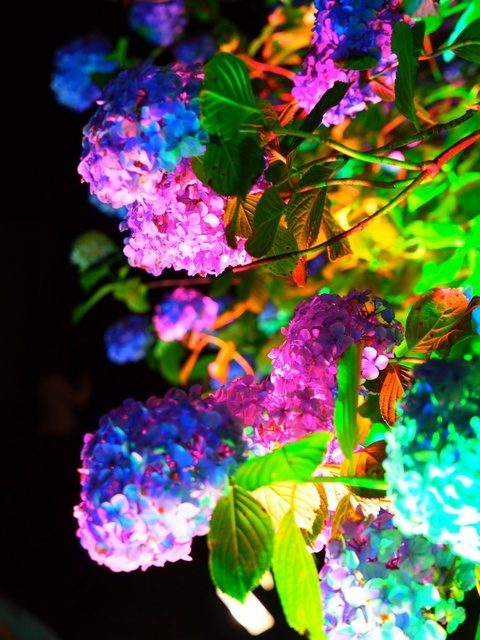 X7128343.jpg